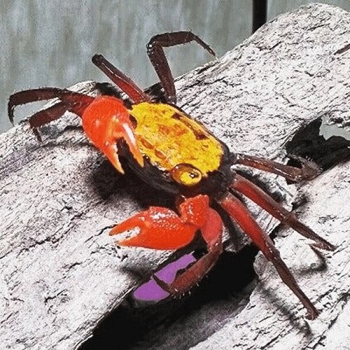 Geosesarma sp.Yellow  Vampierkrab